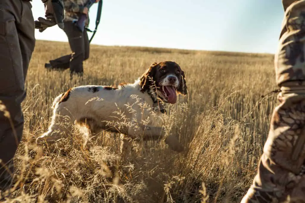 IMG 5858 Male vs Female Hunting Dogs | Which is Better?