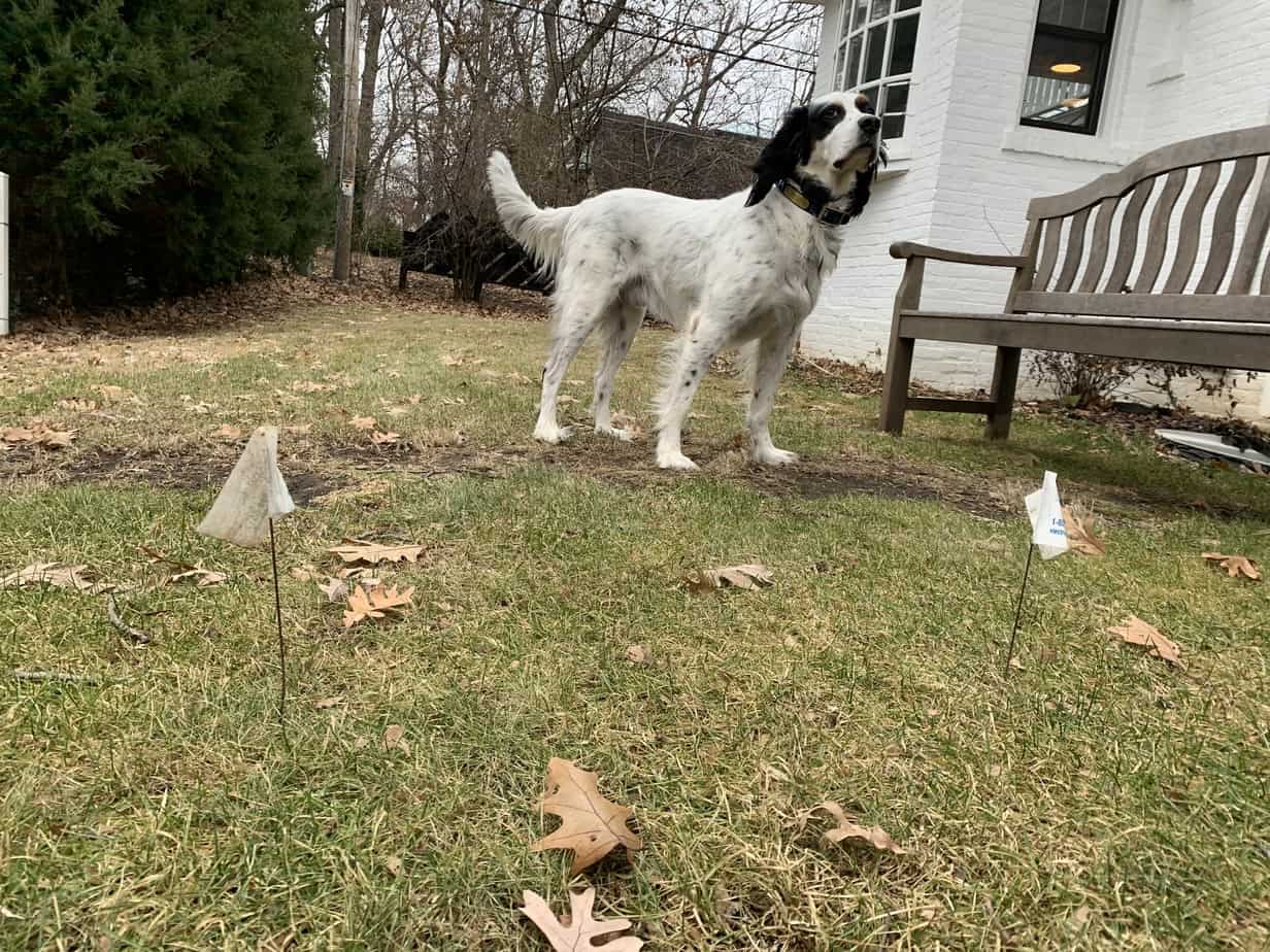 Dog in front of underground fence flags