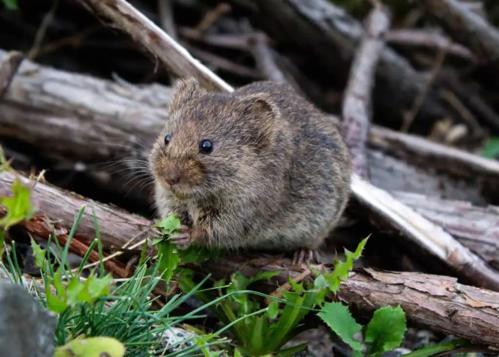 mouse on branch