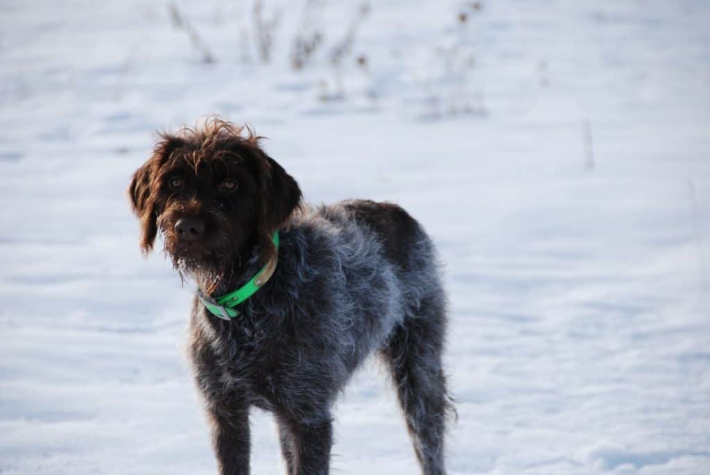 dog standing in snow.