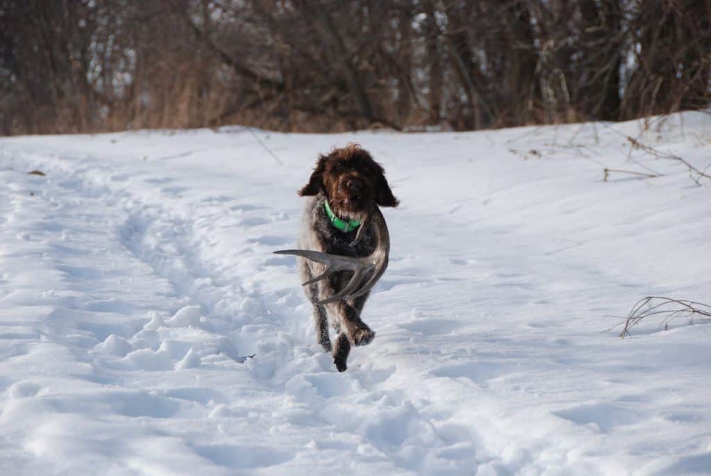 dog carrying a shed deer antler