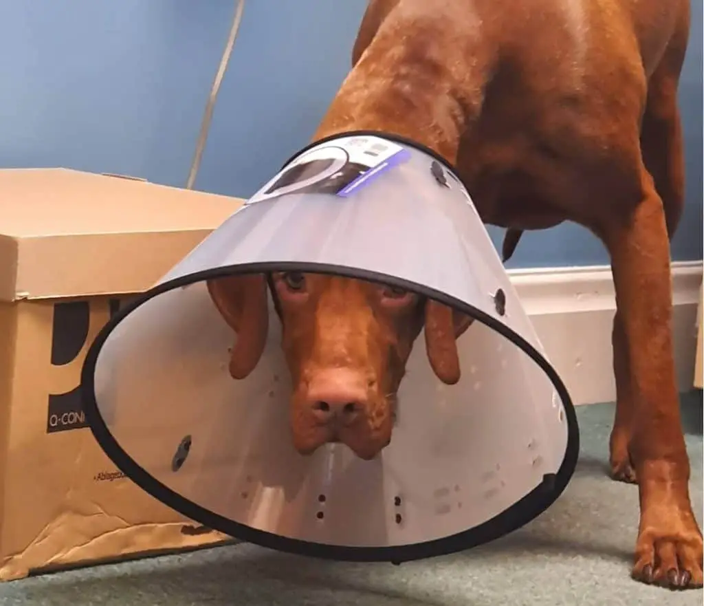 dog with a cone on its head