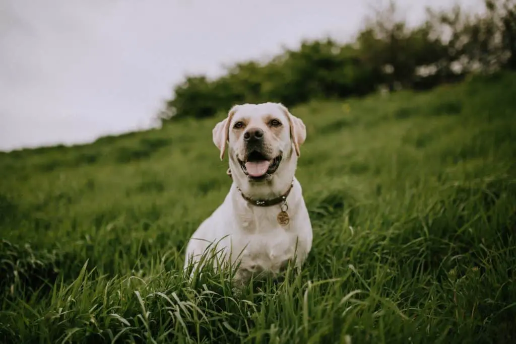 lab in a field