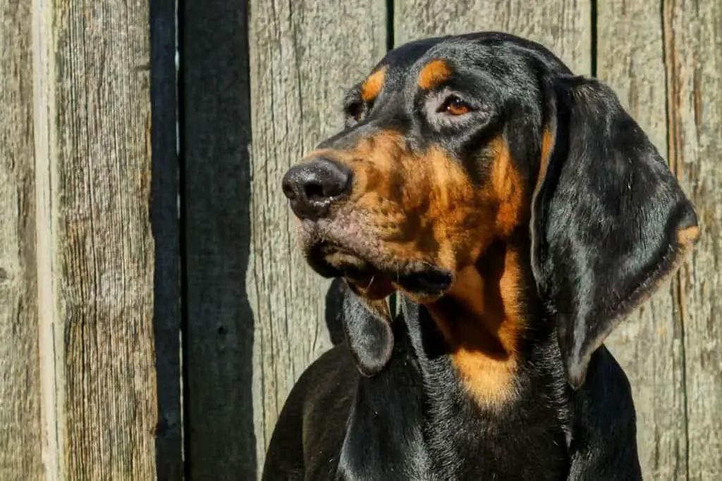 black and tan hound