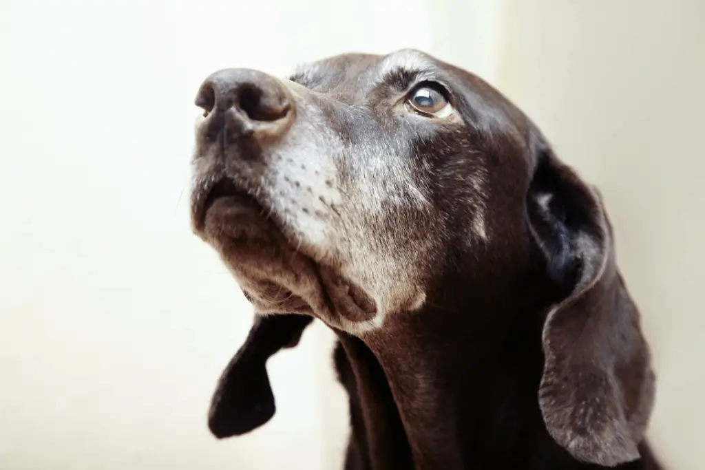 Old hunting dog