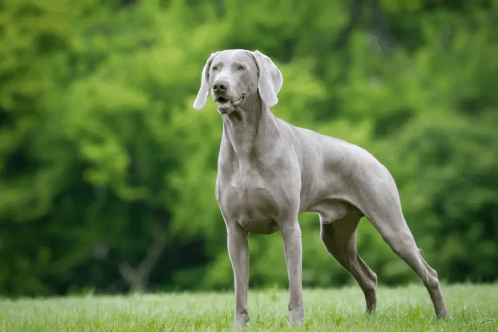 weimaraner