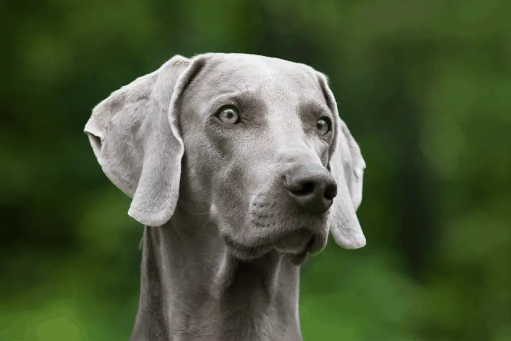 Weimaraner - blue eyed hunting dog.