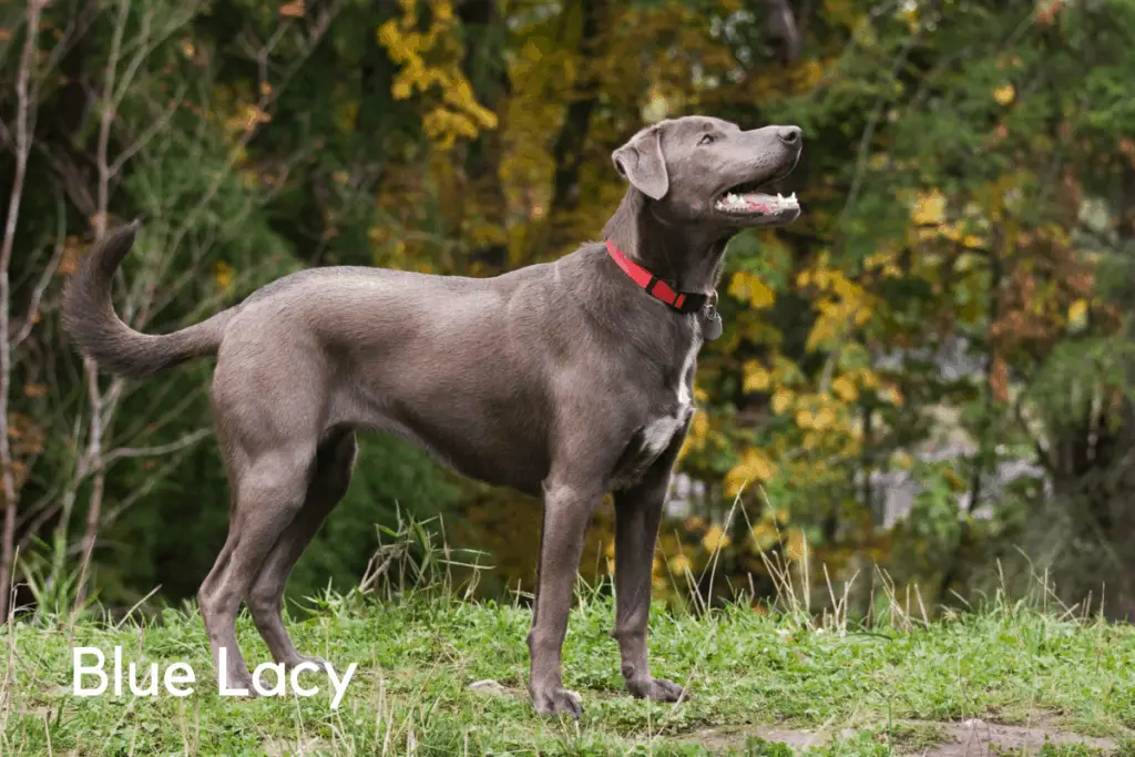 Hog Lucy 7 Best Dog Breeds for Hunting Hogs