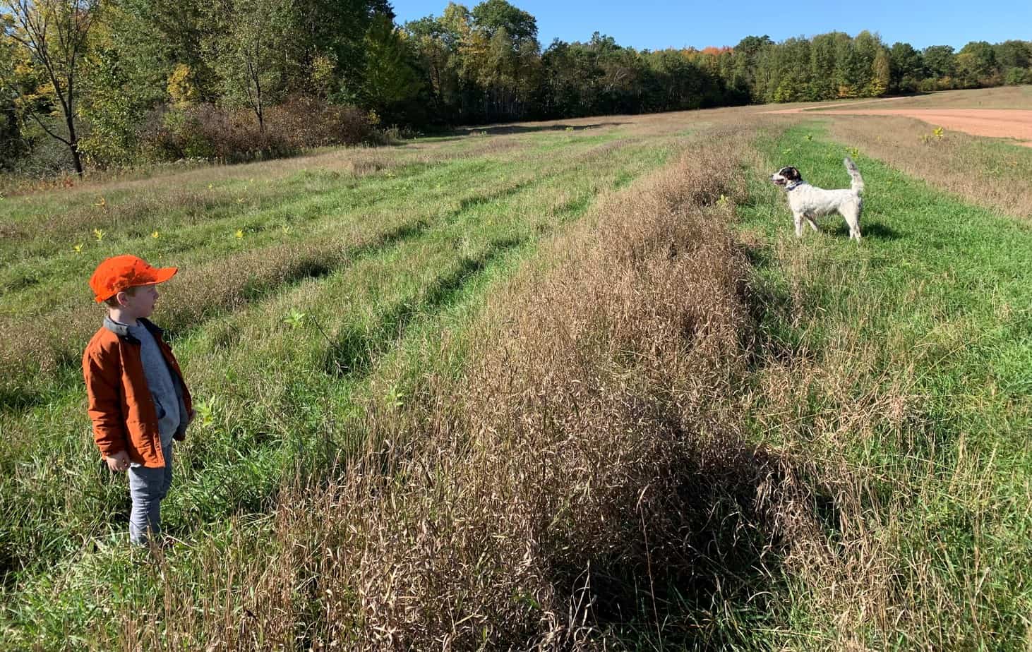 english setter pointing with young boy