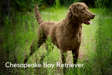 do weimaraners have webbed feet