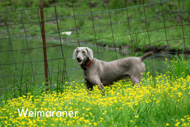 do weimaraners have webbed feet